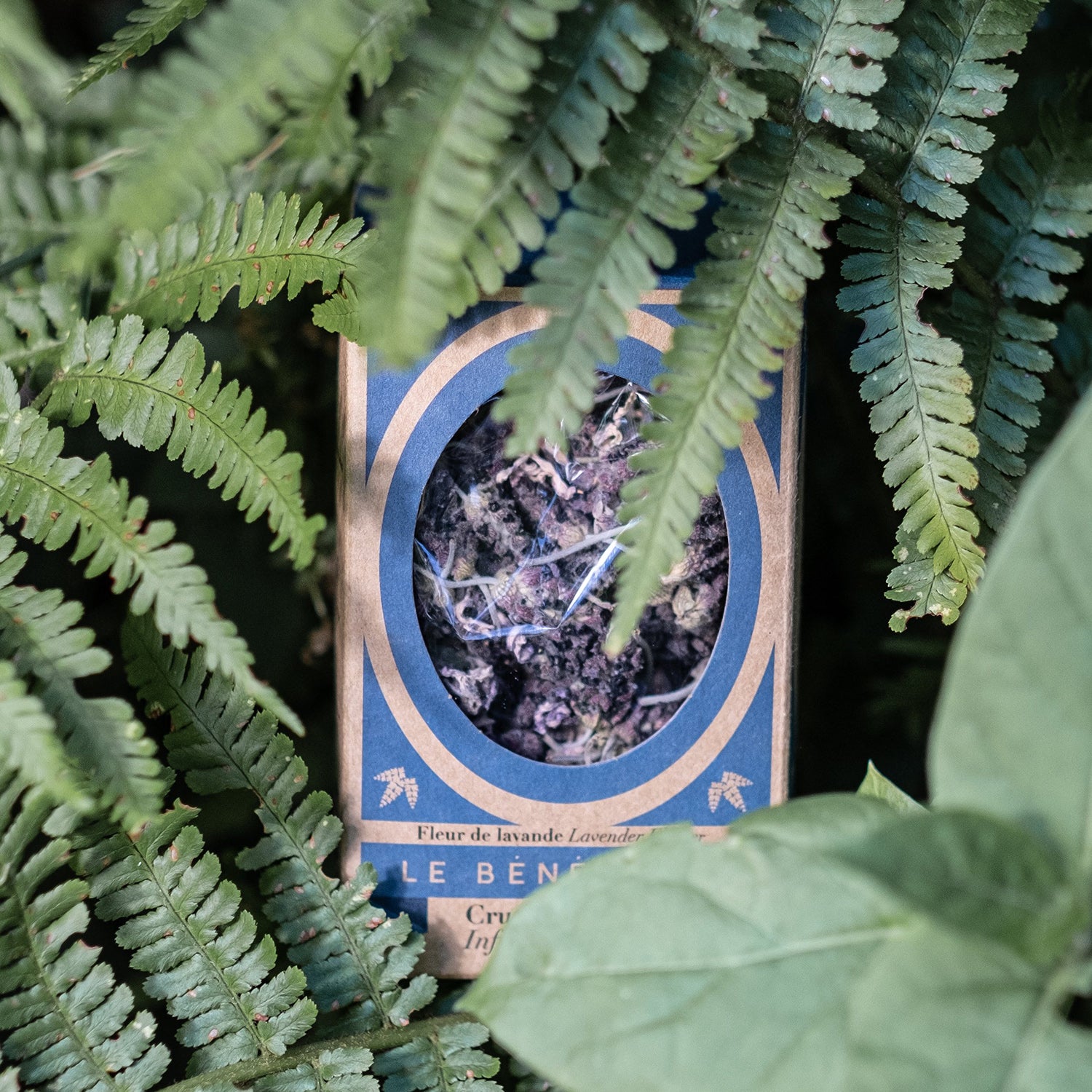 Box of lavender tea surrounded by ferns.