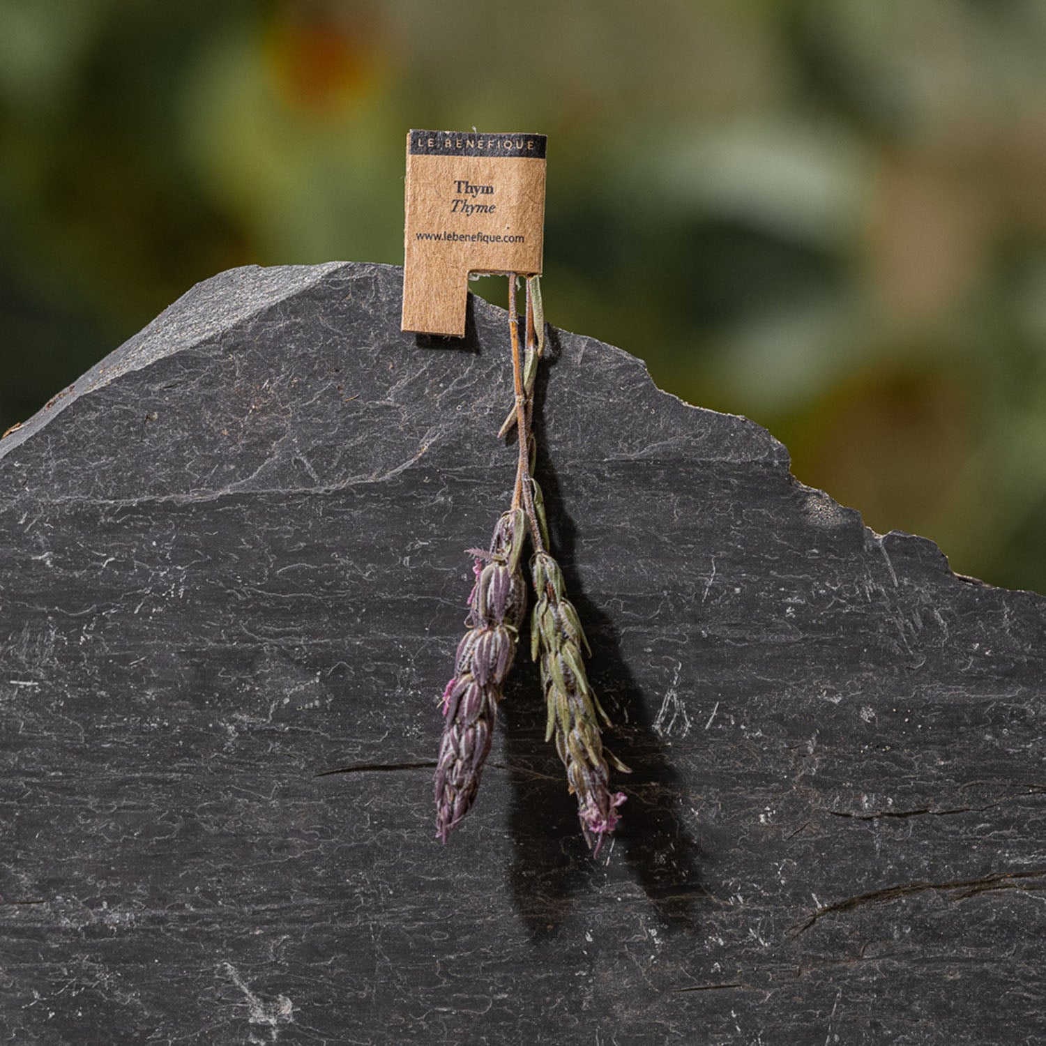 Thyme sprigs with label, resting on dark gray rock.