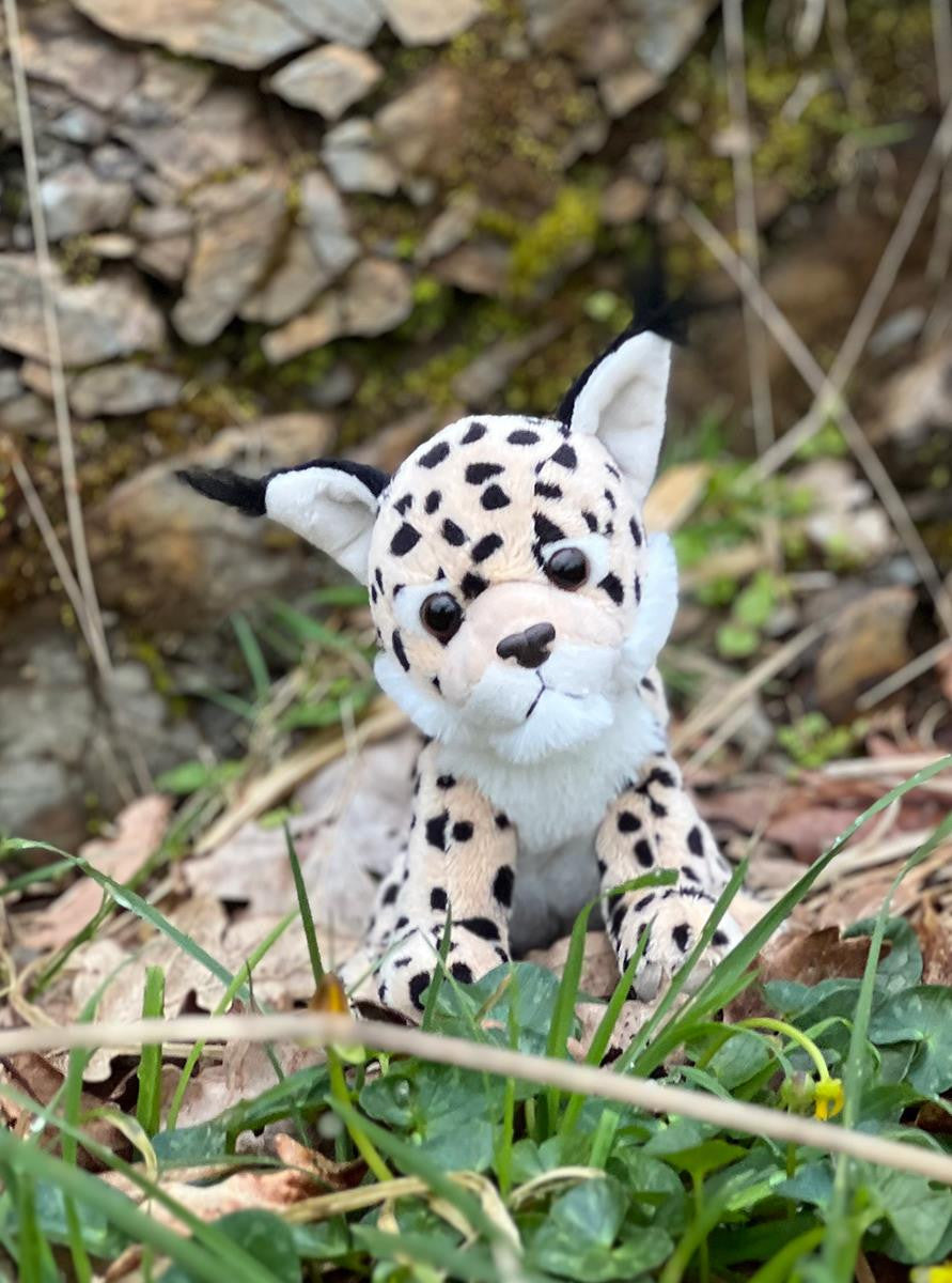 Plush toy cheetah in a natural setting with rocks and grass.