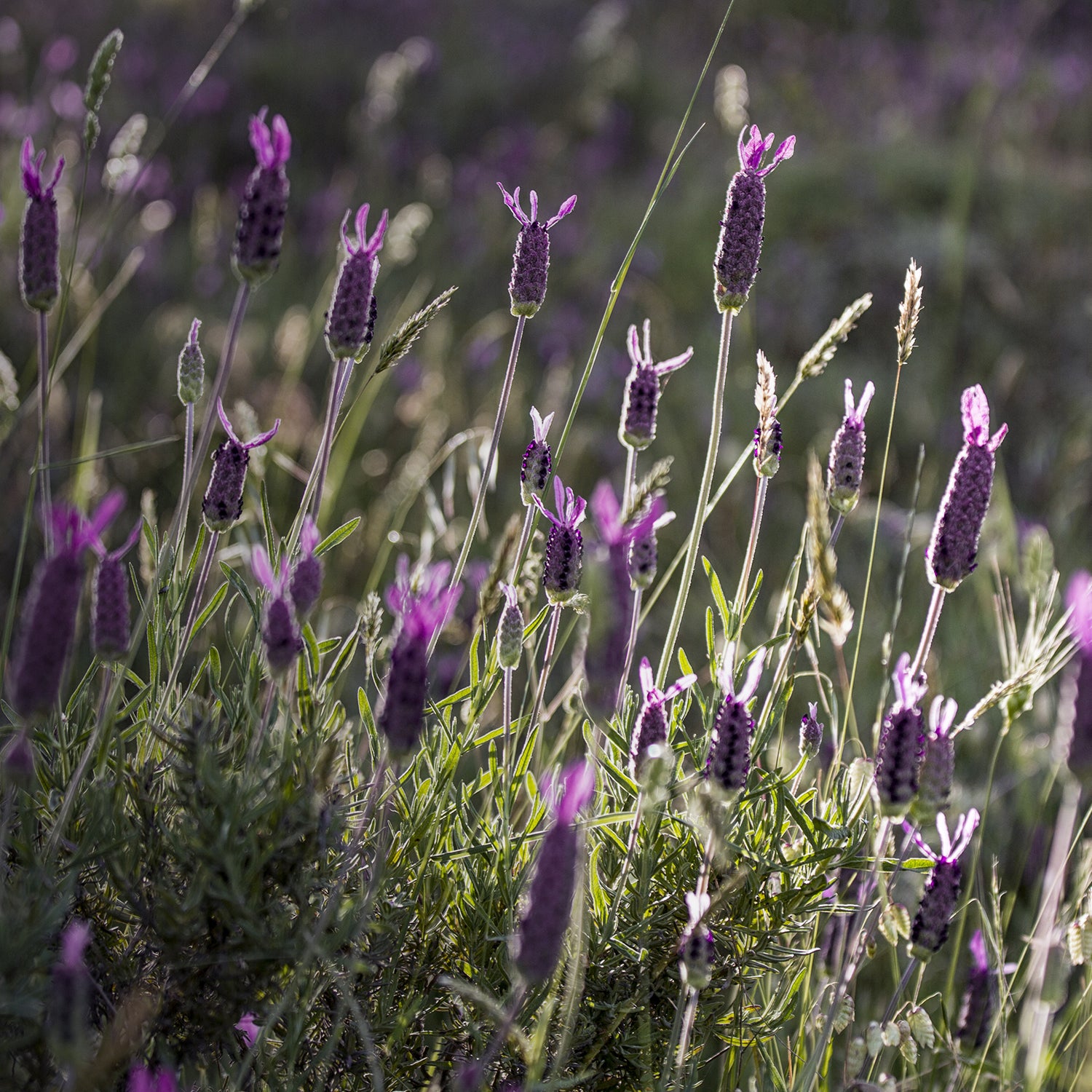 Close-up of purple lavender flowers and green grass.