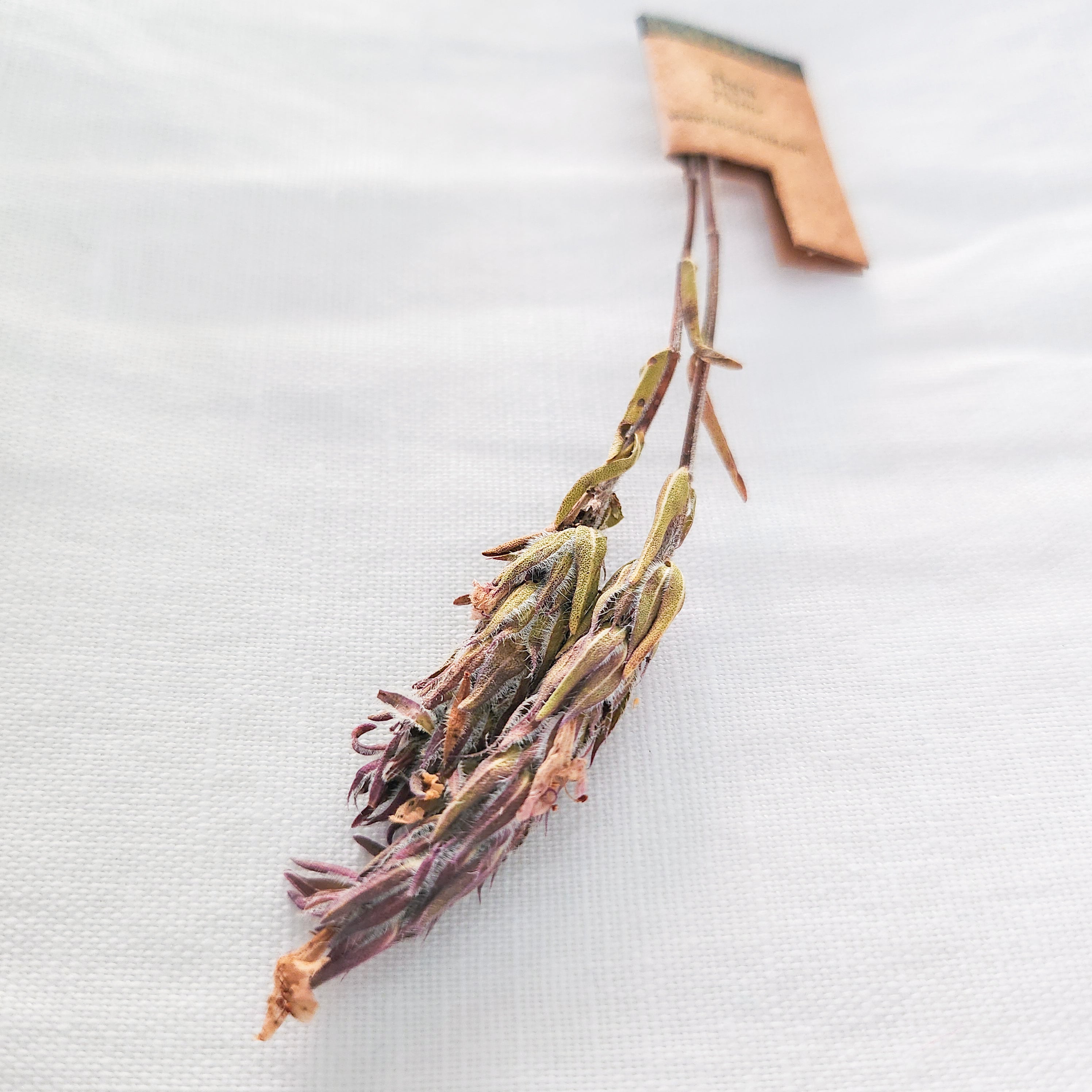 Dried sage on white textile background with brown label.