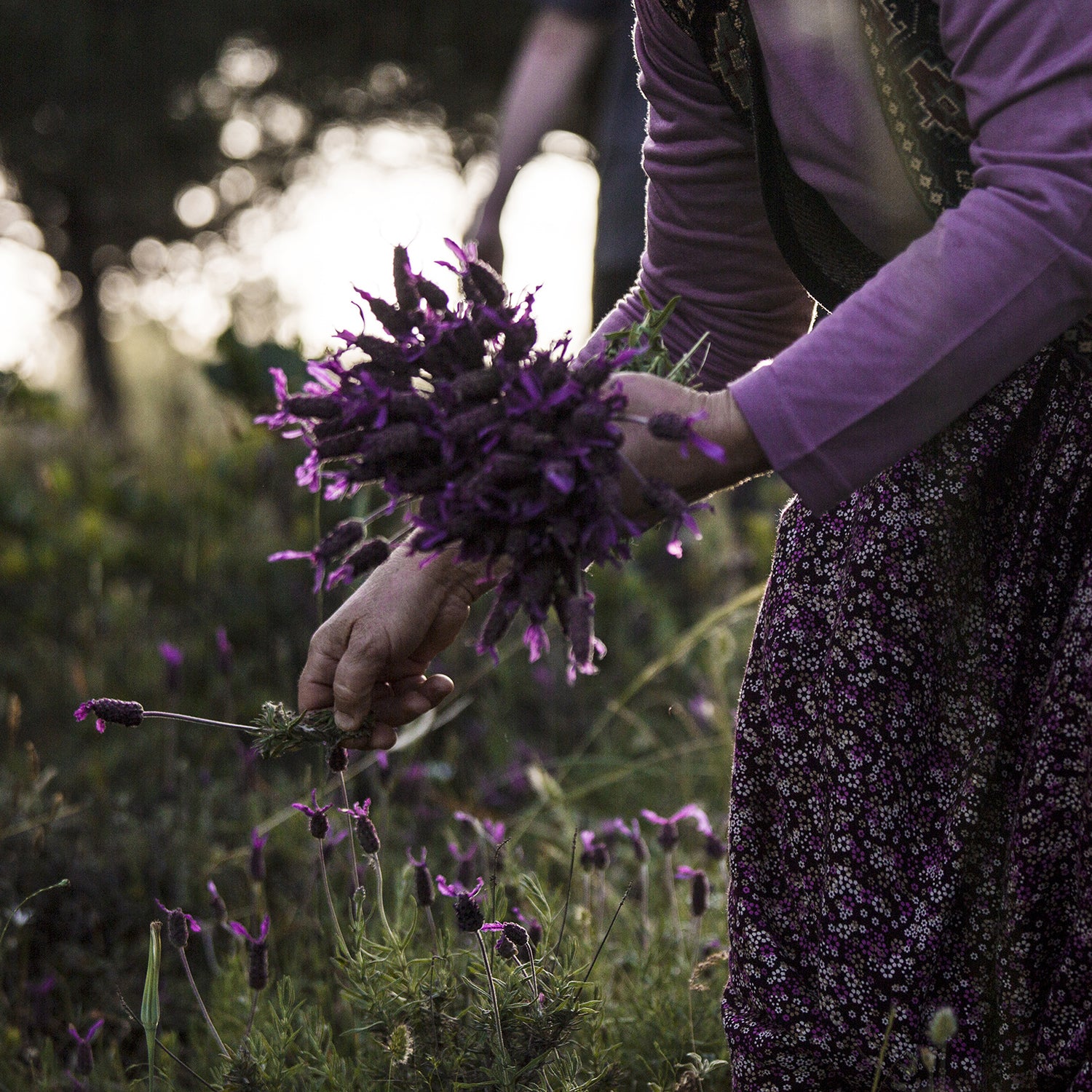 Woman harvesting lavender wearing a purple blouse and floral skirt.