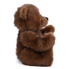 Brown teddy bear on a white background